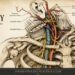 A precise digital medical illustration showcasing the cross-section anatomy of a human heart with clear structural labels for clinical education.